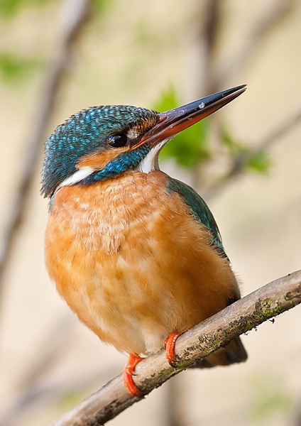 Ryb&aacute;rik riečny (Alcedo atthis)