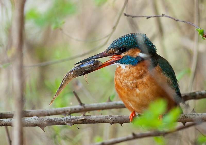 Ryb&aacute;rik riečny (Alcedo atthis)