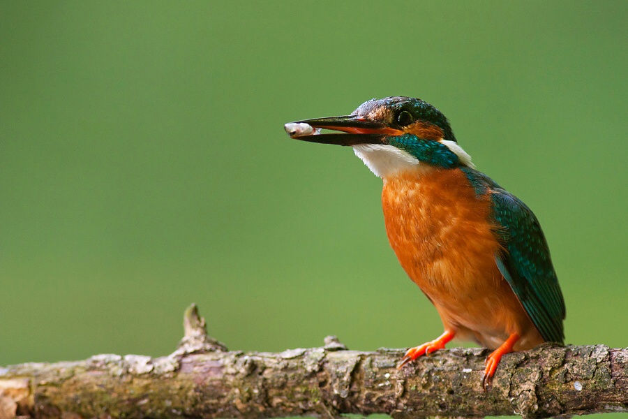 Ryb&aacute;rik riečny (Alcedo atthis)