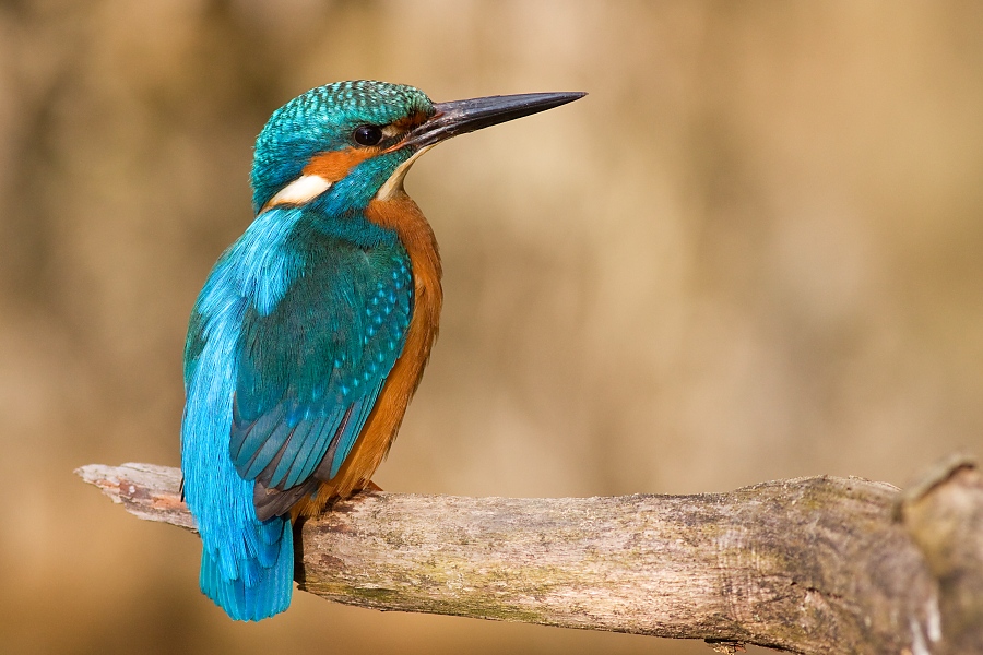 Ryb&aacute;rik riečny (Alcedo atthis)