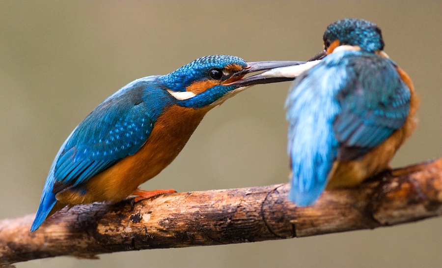 Ryb&aacute;rik riečny (Alcedo atthis)