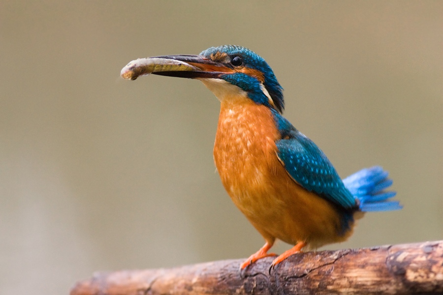 Ryb&aacute;rik riečny (Alcedo atthis)