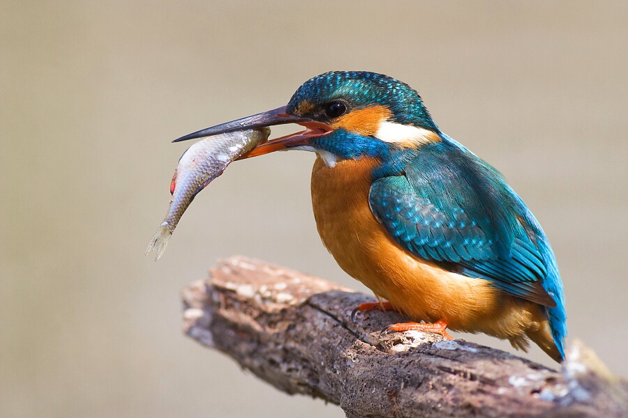 Ryb&aacute;rik riečny (Alcedo atthis)