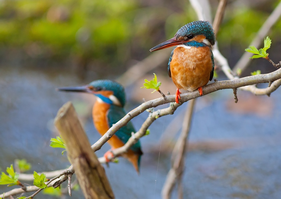 Ryb&aacute;rik riečny (Alcedo atthis)