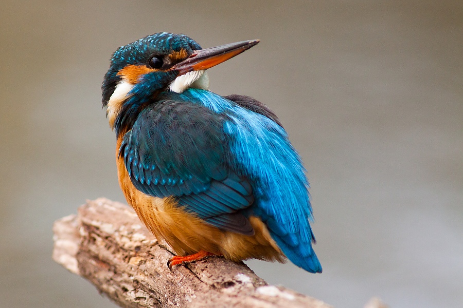 Ryb&aacute;rik riečny (Alcedo atthis)