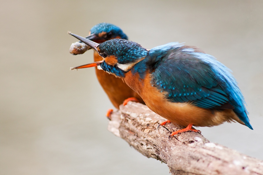 Ryb&aacute;rik riečny (Alcedo atthis)