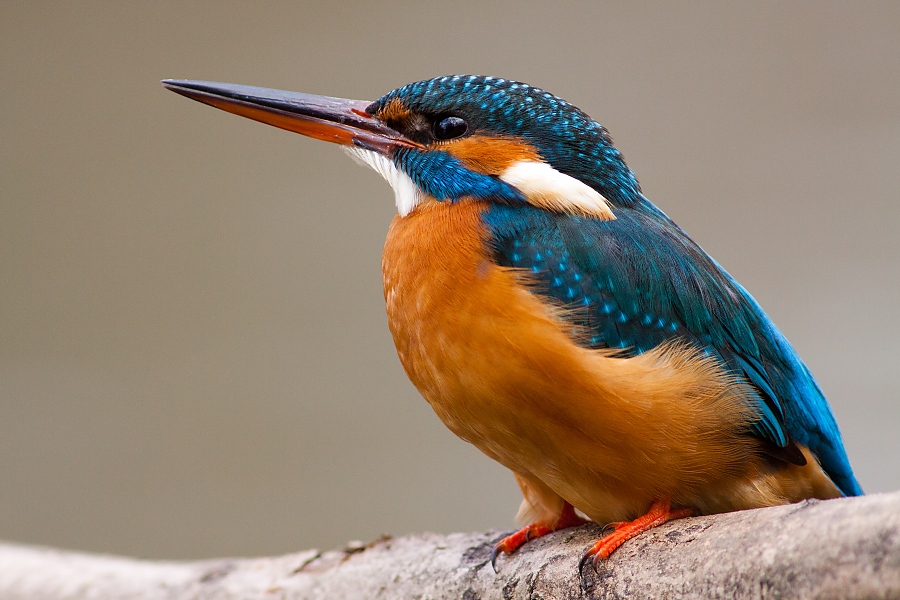 Ryb&aacute;rik riečny (Alcedo atthis)
