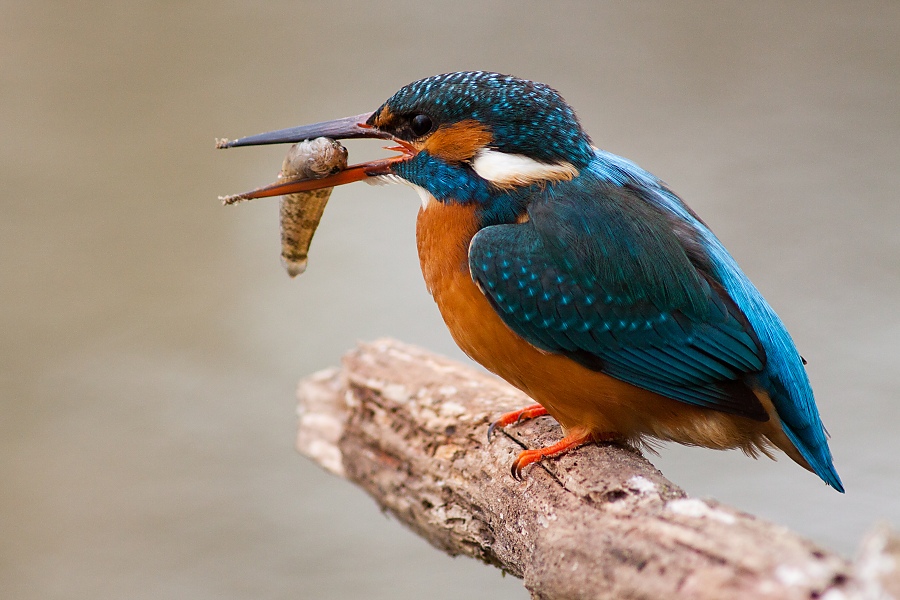 Ryb&aacute;rik riečny (Alcedo atthis)