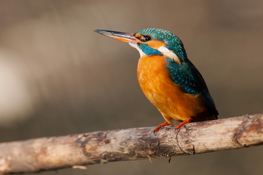 Ryb&aacute;rik riečny (Alcedo atthis)