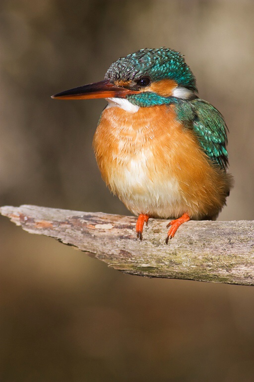 Ryb&aacute;rik riečny (Alcedo atthis)