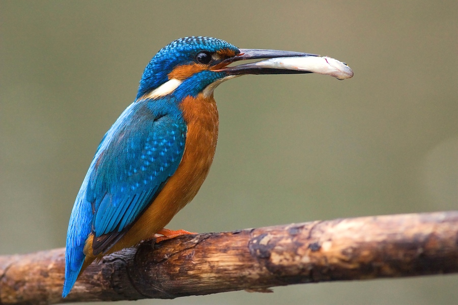 Ryb&aacute;rik riečny (Alcedo atthis)
