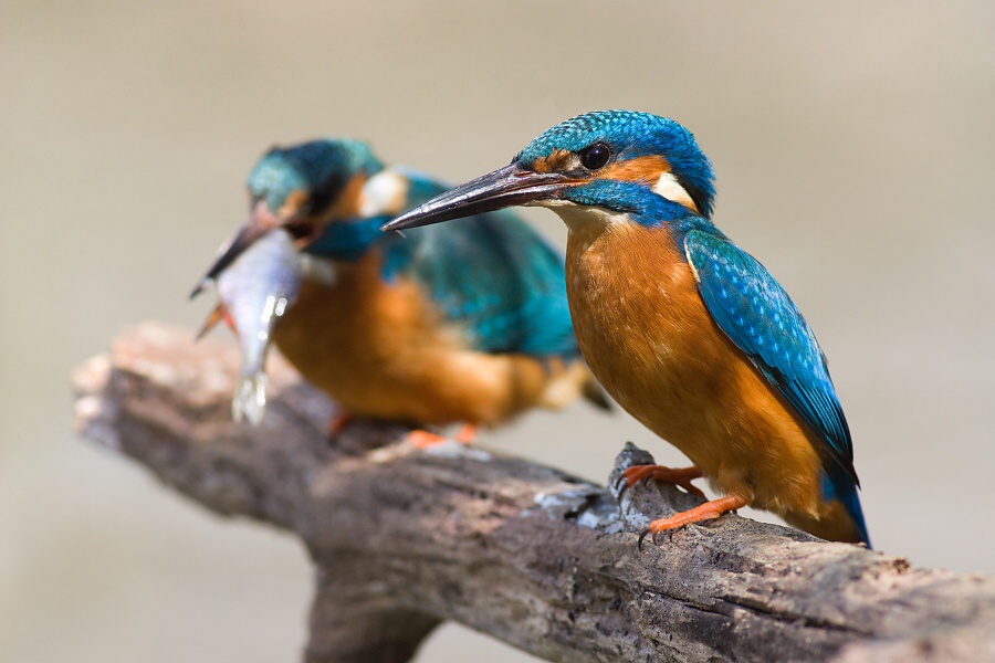 Ryb&aacute;rik riečny (Alcedo atthis)