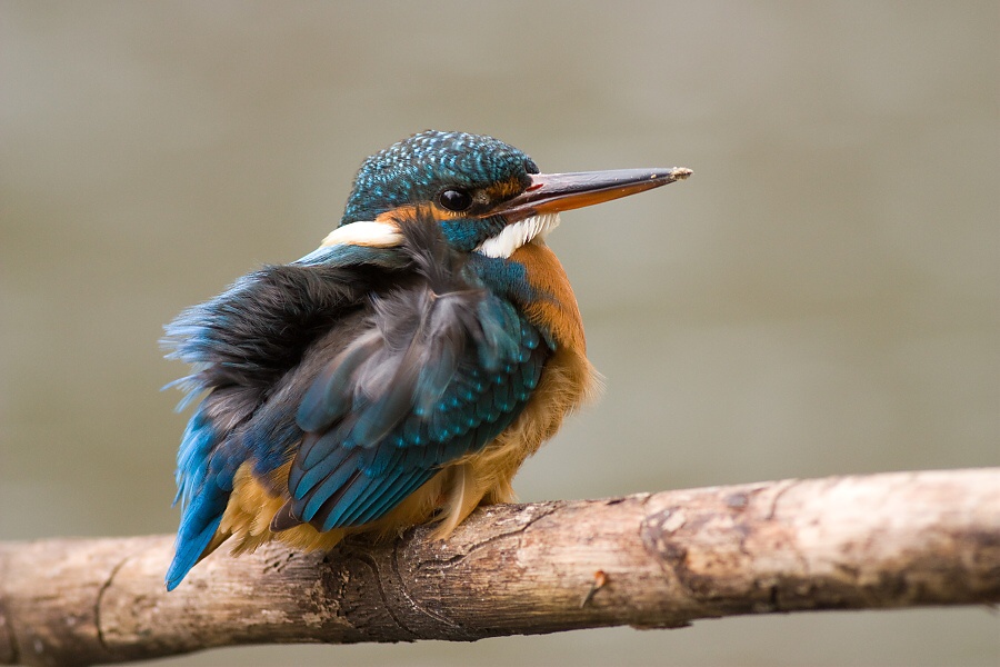 Ryb&aacute;rik riečny (Alcedo atthis)