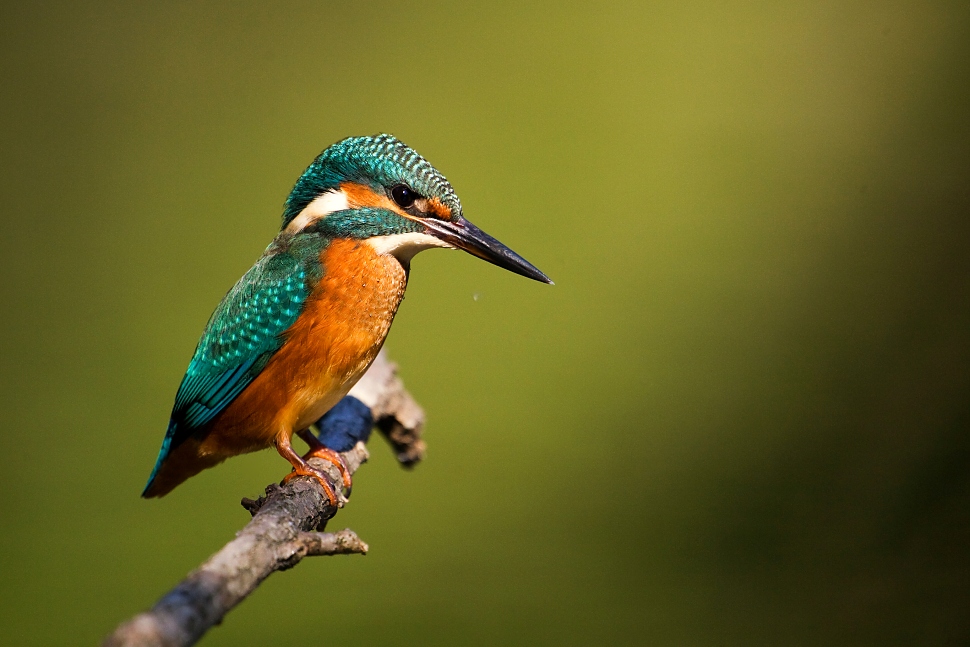 Ryb&aacute;rik riečny (Alcedo atthis)