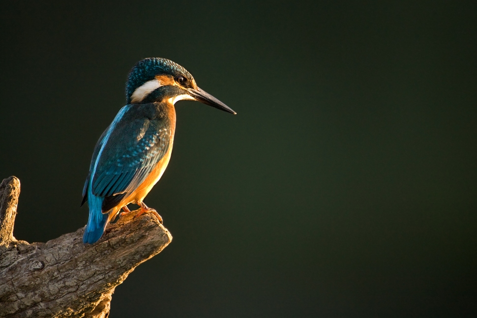 Ryb&aacute;rik riečny (Alcedo atthis)