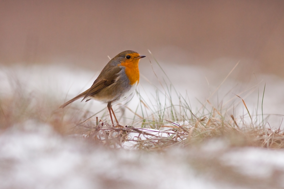 Sl&aacute;vik červienka (Erithacus rubecula)