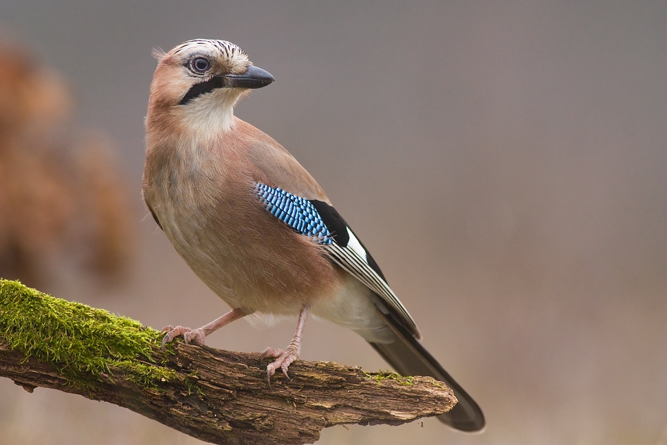 Sojka &scaron;kriekav&aacute; (Garrulus glandarius)
