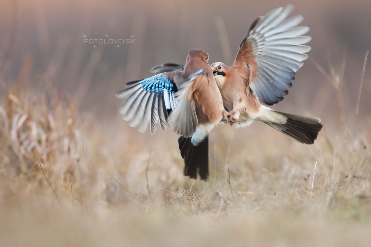 Sojka &scaron;kriekav&aacute; (Garrulus glandarius)