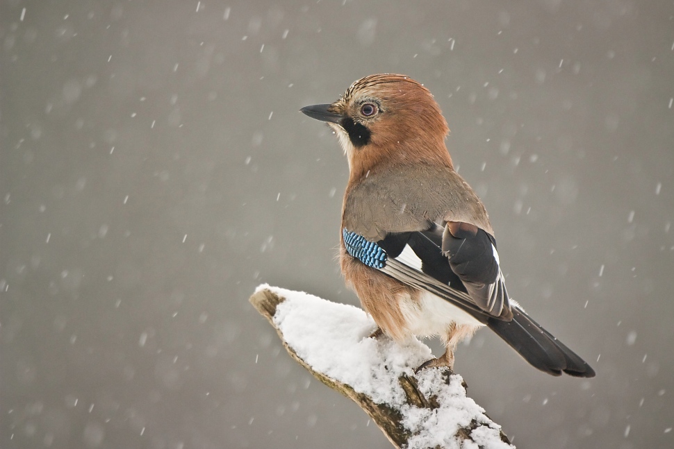 Sojka &scaron;kriekav&aacute; (Garrulus glandarius)