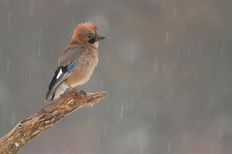 Sojka &scaron;kriekav&aacute; (Garrulus glandarius)