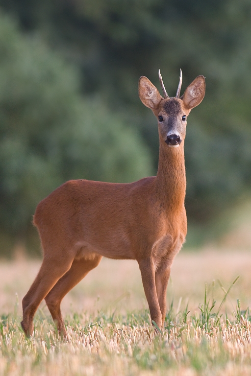 Srnec lesn&yacute; (Capreolus capreolus)