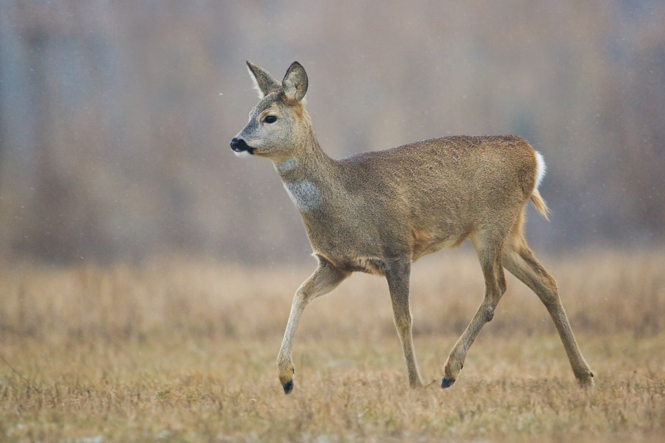 Srnec lesn&yacute; (Capreolus capreolus)