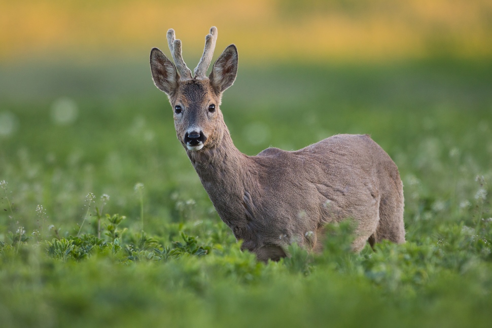 Srnec lesn&yacute; (Capreolus capreolus)