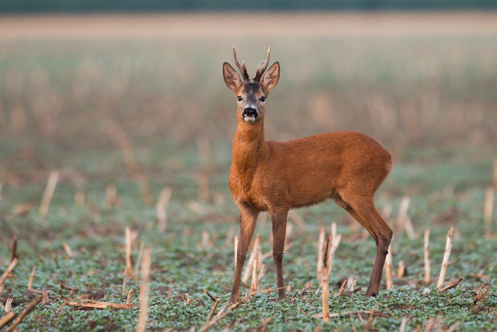 Srnec lesn&yacute; (Capreolus capreolus)