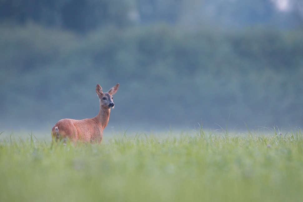 Srnec lesn&yacute; (Capreolus capreolus)