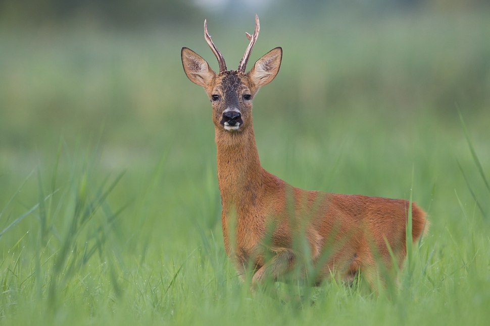 Srnec lesn&yacute; (Capreolus capreolus)