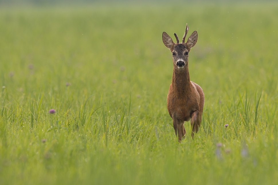 Srnec lesn&yacute; (Capreolus capreolus)