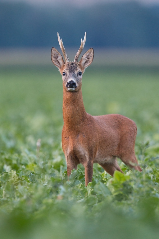 Srnec lesn&yacute; (Capreolus capreolus)
