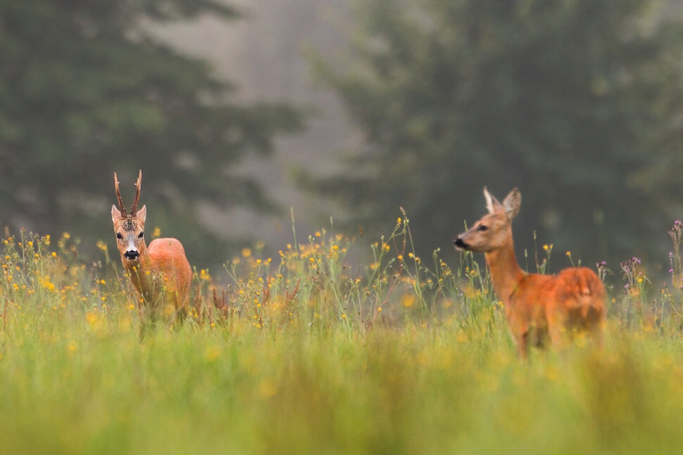 Srnec lesn&yacute; (Capreolus capreolus)