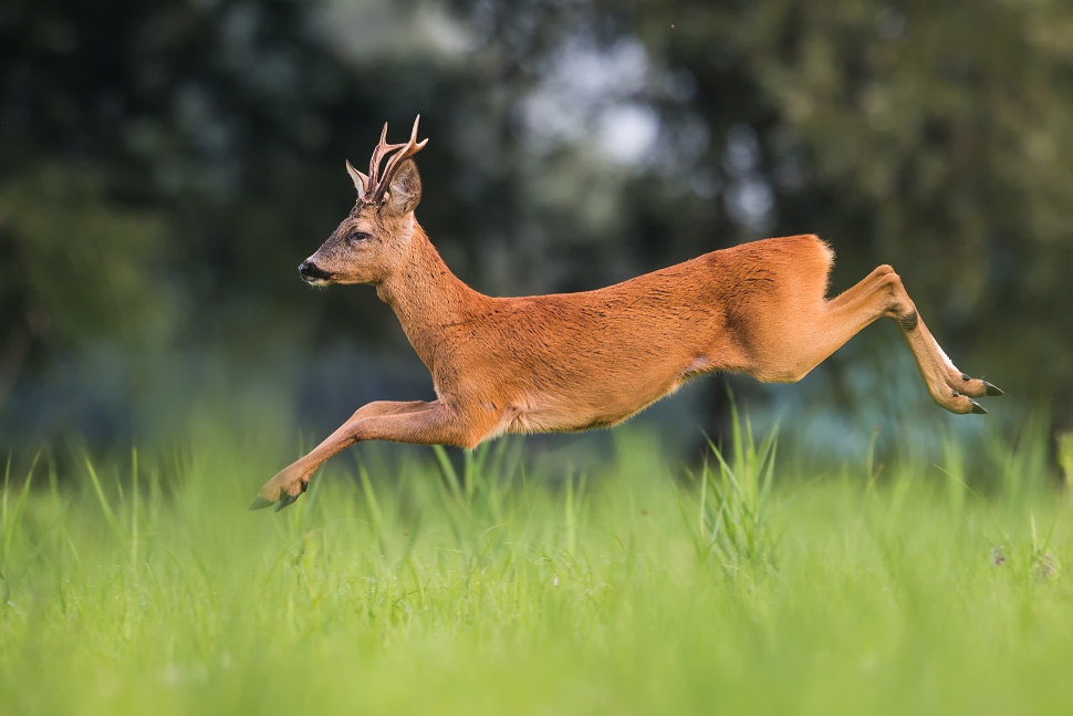 Srnec lesn&yacute; (Capreolus capreolus)