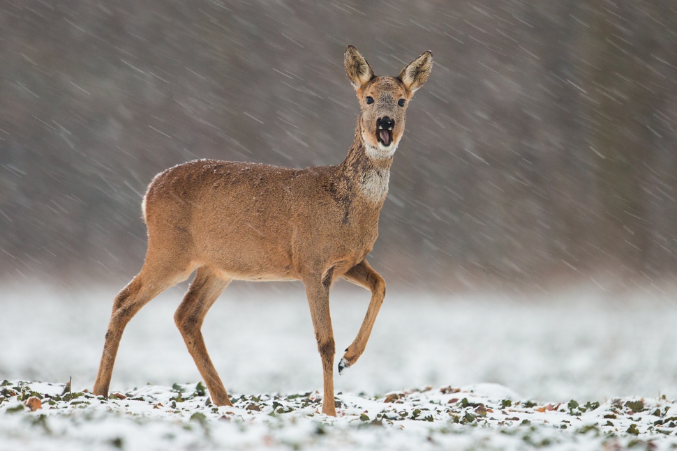 Srnec lesn&yacute; (Capreolus capreolus)