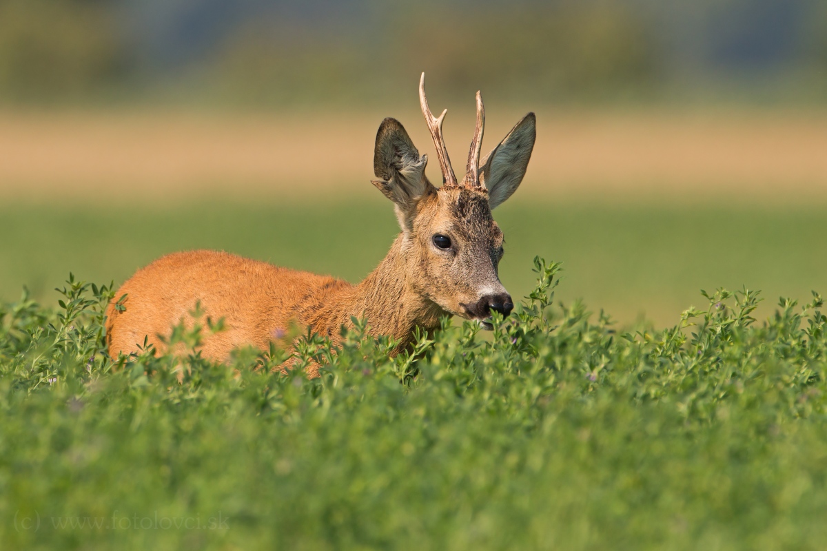 Srnec lesn&yacute; (Capreolus capreolus)
