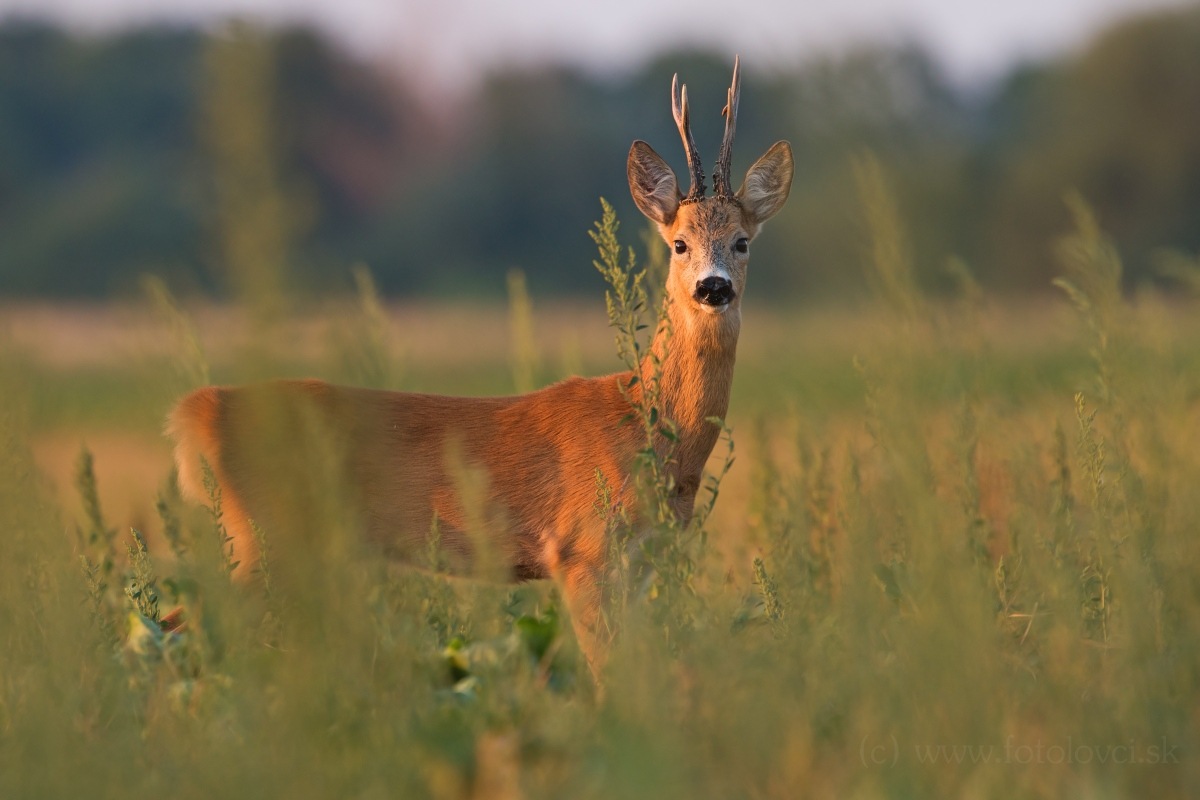 Srnec lesn&yacute; (Capreolus capreolus)