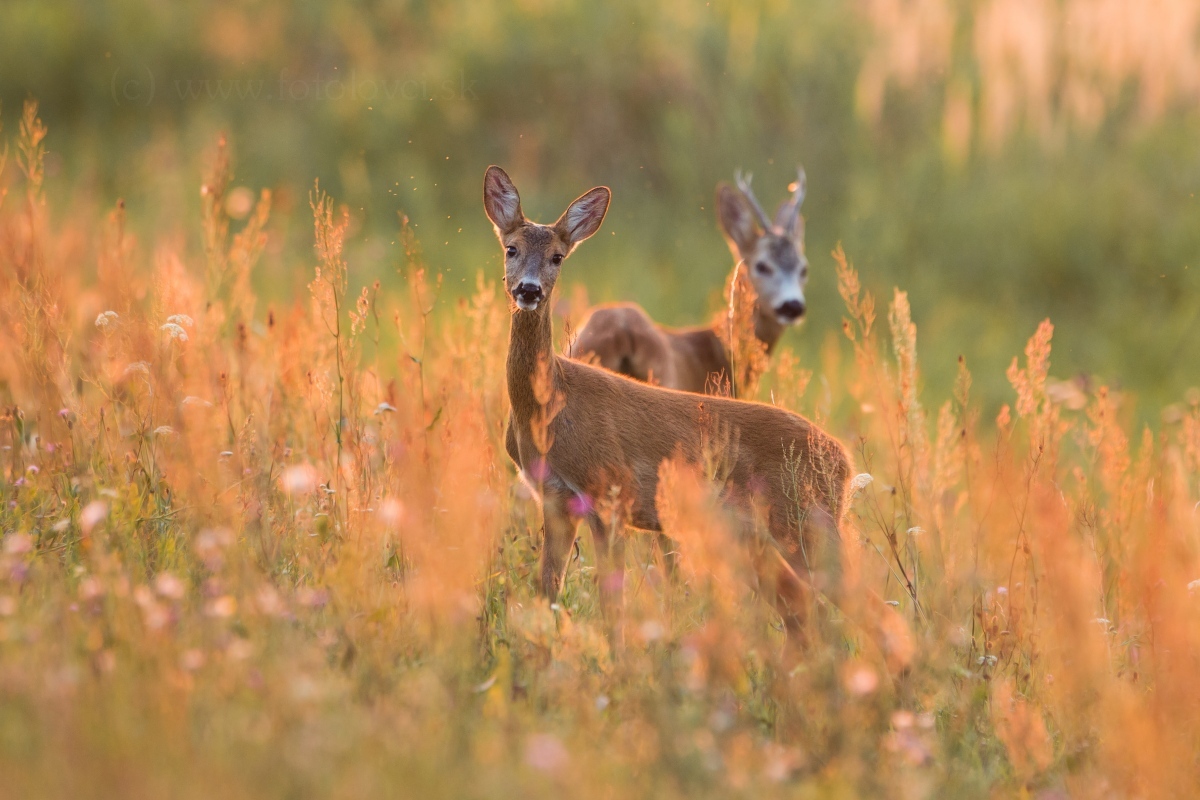 Srnec lesn&yacute; (Capreolus capreolus)