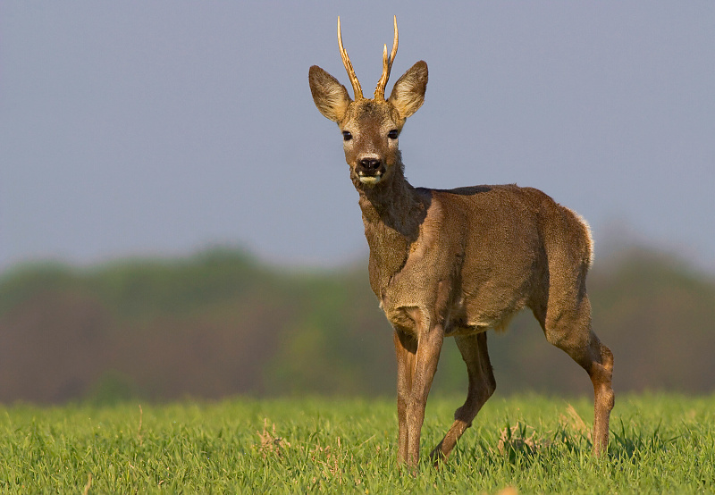 Srnec lesn&yacute; (Capreolus capreolus)