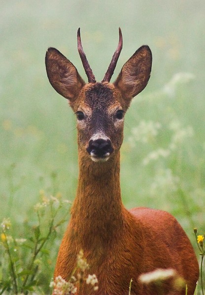 Srnec lesn&yacute; (Capreolus capreolus)