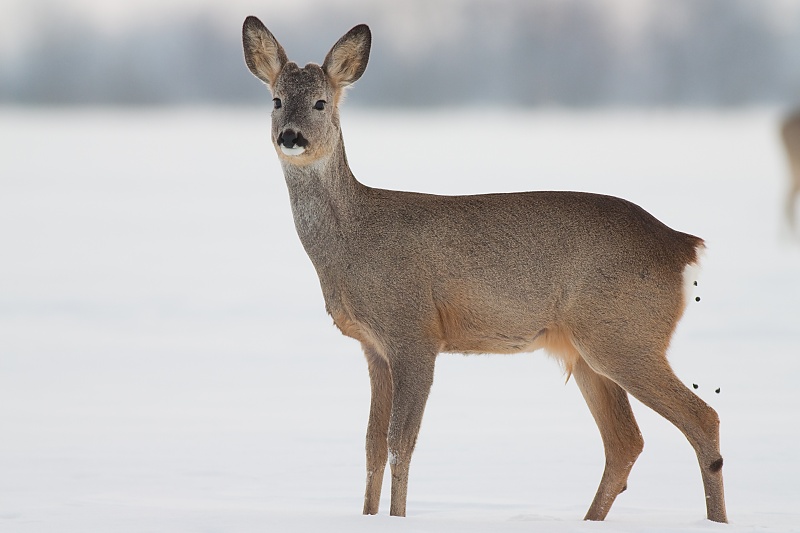Srnec lesn&yacute; (Capreolus capreolus)