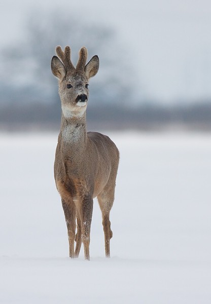Srnec lesn&yacute; (Capreolus capreolus)