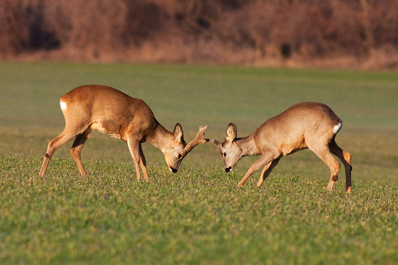Srnec lesn&yacute; (Capreolus capreolus)