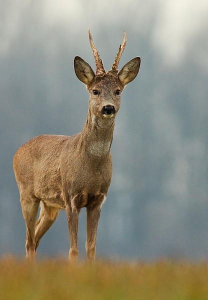 Srnec lesn&yacute; (Capreolus capreolus)