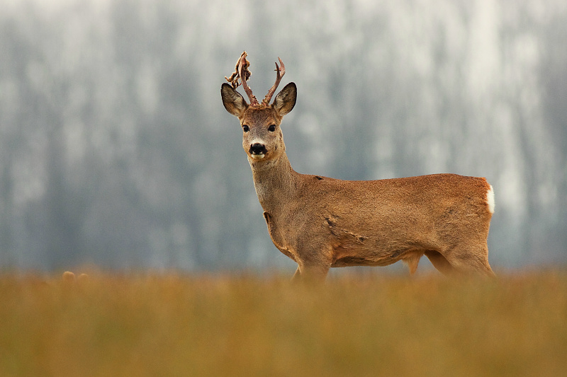Srnec lesn&yacute; (Capreolus capreolus)