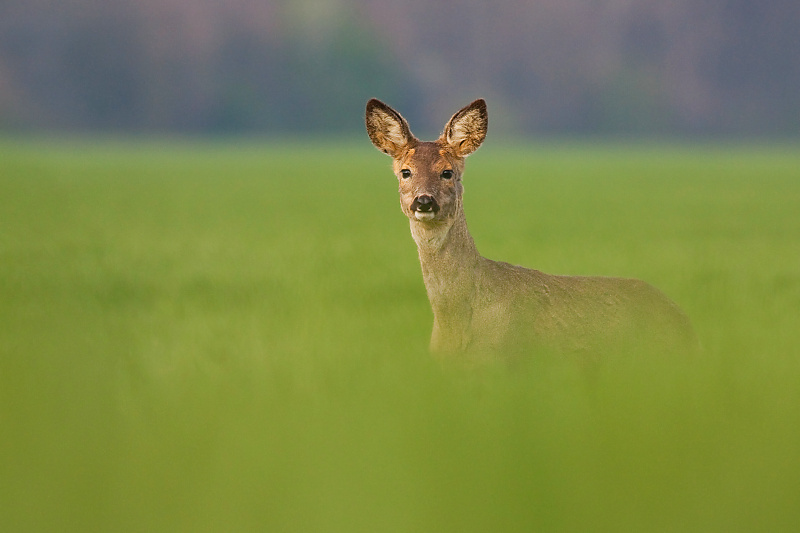 Srnec lesn&yacute; (Capreolus capreolus)