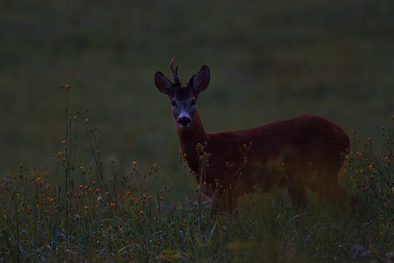 Srnec lesn&yacute; (Capreolus capreolus)