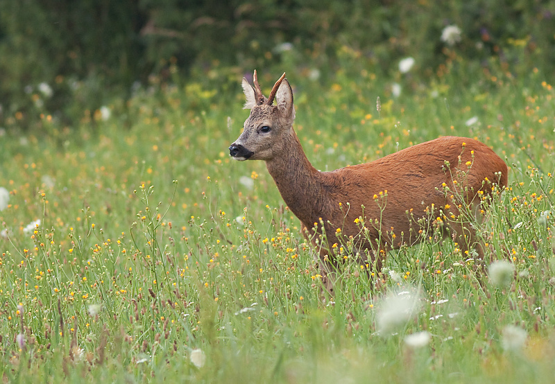 Srnec lesn&yacute; (Capreolus capreolus)
