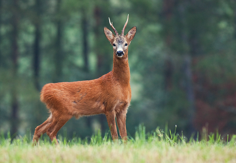 Srnec lesn&yacute; (Capreolus capreolus)