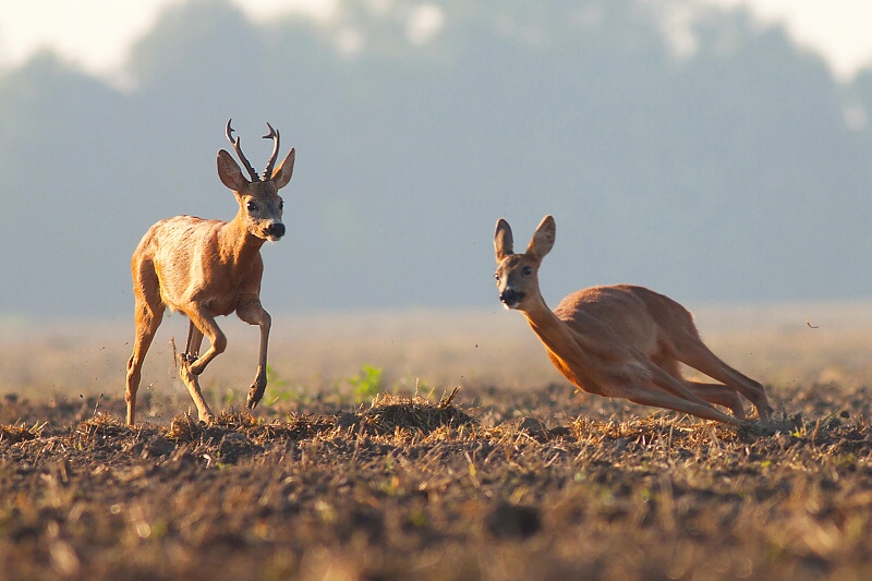 Srnec lesn&yacute; (Capreolus capreolus)